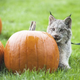 Illustration for article titled Canada Lynx Cub Celebrates Autumn by Nomming Pumpkins